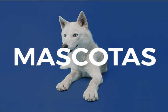 Comparador de seguro de mascotas