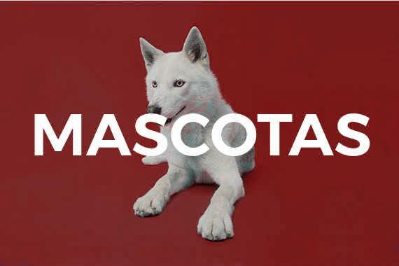 Comparador de seguro de mascotas